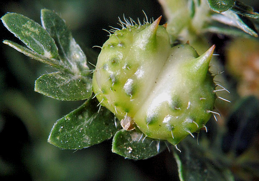 Tribulus terrestris / Tribolo